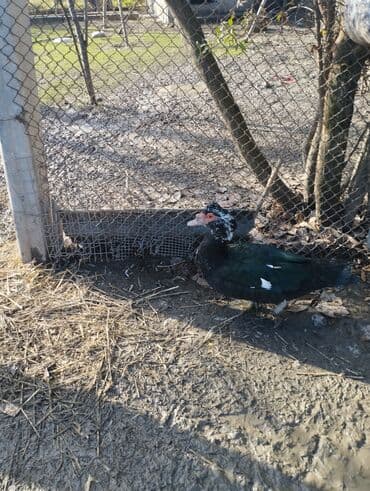 Salam super damazliq ve kesimlik ucun agir heyvanlardi ag krasnadarlar lalafo.az -da Salam super damazliq ve kesimlik ucun agir heyvanlardi ag krasnadarlar