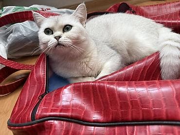 pişik itib: Şinşilla, Dişi, Yaxşı əllərə, Ödənişli çatdırılma — 1