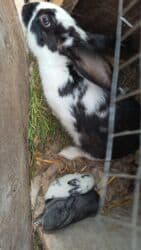 bala dovşanlar: Bala dovşanlar satılır — 2