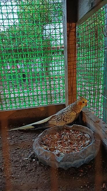 quş şekilleri: Nymph paraket (Cockatiel) – sarı-boz rəngli, yanaqlarında narıncı — 5