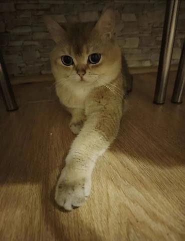 Qızıl şinşilla, Erkək, Cütləşmə üçün lalafo.az -da Qızıl şinşilla, Erkək, Cütləşmə üçün