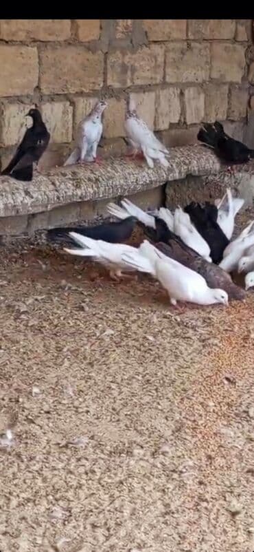 tuk tuk mmc: Her reng quş var.Qiymet goyercine gore deyisir.Bakidadirlar saf qan — 5