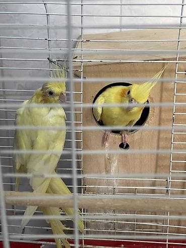 Məhsul: Nimfa (Cockatiel) cütü və qəfəsi Yumurtlayan quşlardır. - — 3