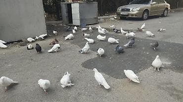 cex quslar: Müxtəlif rəng və görnüşlərdə göyərçinlər. Şəkildə ağ, qara, boz — 1