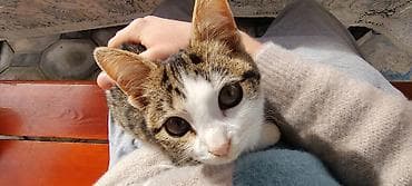 şotland pişiyi cutlesdirmek: Tabbi, Dişi, Yaxşı əllərə, Pulsuz çatdırılma — 7