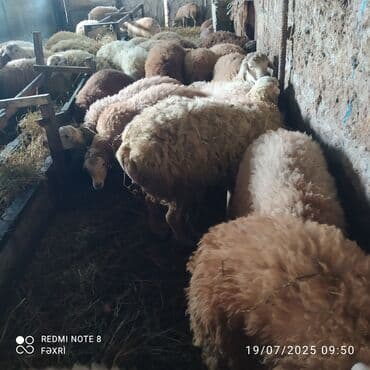 şinşila pişik satılır: Əmlik quzular satılır qiyməti 9.50 qəpik 0505971919 zəng edib ətraflı — 1