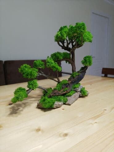 qizil destleri 2021: Təbii mamır və ağacdan hazırladığım bonzay agaci.hədiyyə üçün — 1