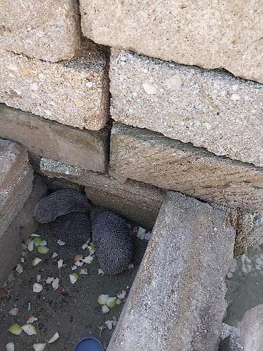 canlı yem: Kirpi – bağ üçün zərərvericilərə qarşı təbii “mühafizəçi” - Gecə — 2