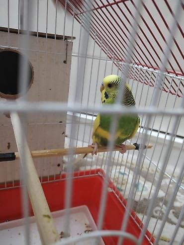 Heyvanlar üçün mallar: Dalmatin rəng çalarlarında dalğalı tutuquşu (budaq üstündə oturan — 3