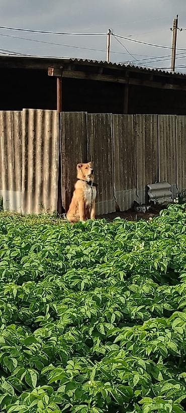 torpaq gence: Kənd təsərrüfatı — 2