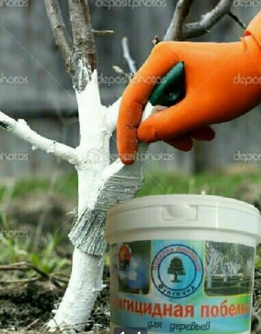 sican dərmanı: Bordo əhəng ( 3 kiloluq vedrə ) ağac üçün . Bu əhəng cücülərə ( hətta — 1