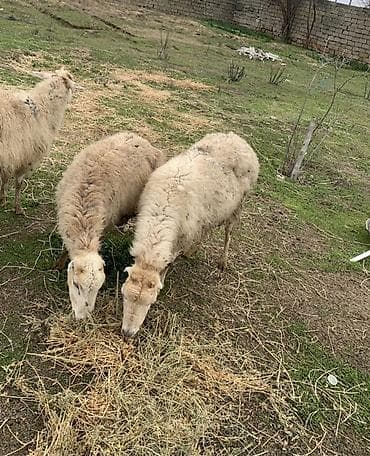 Boğaz qoyunlar satılır 2 dənə bala ələ dəyir yelində eliyiblər