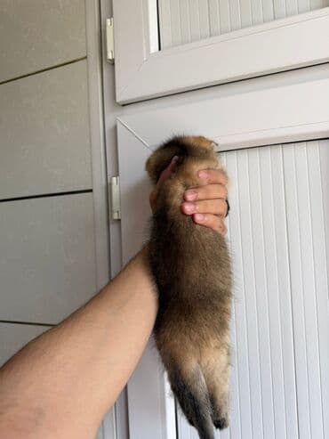 şotlan pişik: Şotland yastı qulaq, Erkək, Dişi, Yaxşı əllərə, Ünvandan götürmə, Pulsuz çatdırılma, Ödənişli çatdırılma — 210