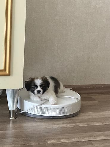 itlee: Pekines, 2 ay, Erkek, Ünvandan götürmə — 2