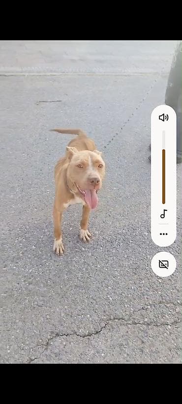 pitbul balasi qiymeti: Pitbul, Peyvəndli — 8