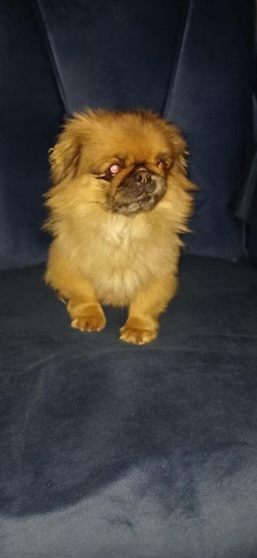 pitbull itləri: Pekines, 1 il, Dişi, Peyvəndli, Ödənişli çatdırılma — 1