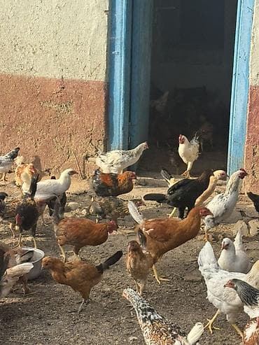 mini toy pudel: Toyuq, Damazlıq, Ünvandan götürmə — 3