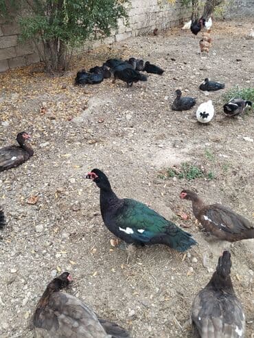 Heyvanlar üçün mallar: Amerkan zumrudu lala ordeklerin 5 Ayliq ve 4 Ayliq balalari satilir — 7