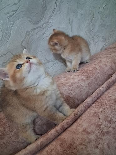 ev pişiy: Yaxşı əllərə — 4