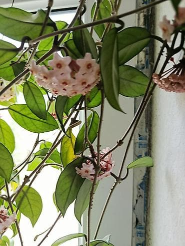 gül hediye: Hoya carnosa (Vaxtı-vaxtında çiçəkləyən mum gül) – sarmaşıq tipli otaq — 1