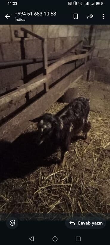 Balıq: Satilir 150 manat dan sort ke — 1