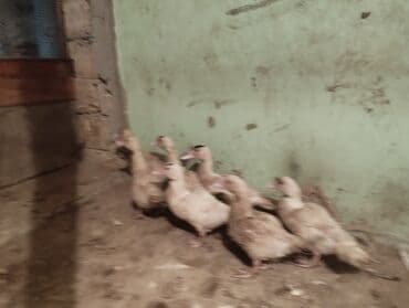 Məhsul: ördək balaları (muskus/Mulard tipli görünüş) 2 ayliq Təsvir: -