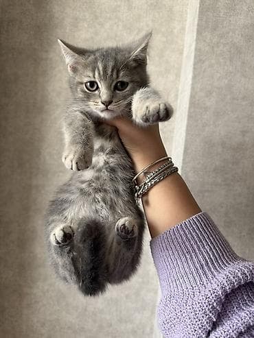 Heyvanlar üçün mallar: Şotland yastı qulaq — 3