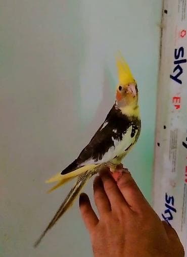 Попугаи: Tam ele örgenmiş danışmağa meyilidi erkeydi saglamliqna soz ola bilməz — 1