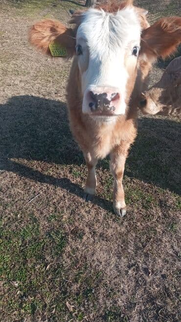 satilik inekler: Dana, buzov, Dişi, ay: 12, Damazlıq, Ünvandan götürmə — 1