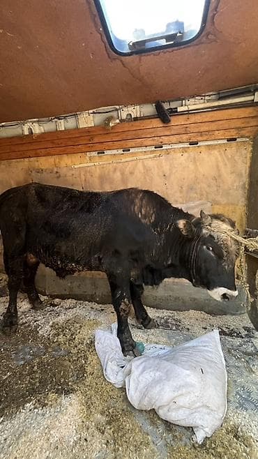 ağqulaq inək: Qara rəngli buqa - Cins: yerli tipli, buynuzlu - Rəng: tam qara, alın — 1