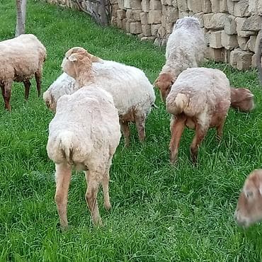 Digər ət məhsulları: Ətlik qoyunlar təcli satılır — 6