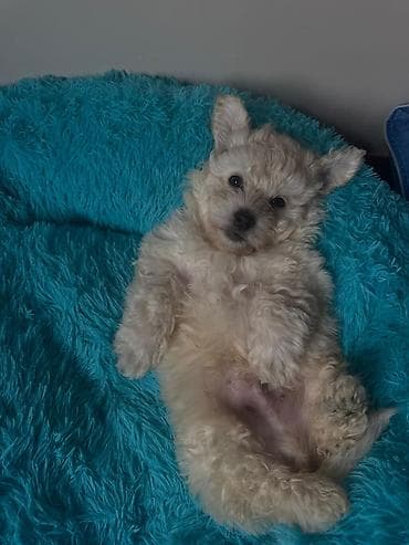 barter itle: Bişon Frize — 4