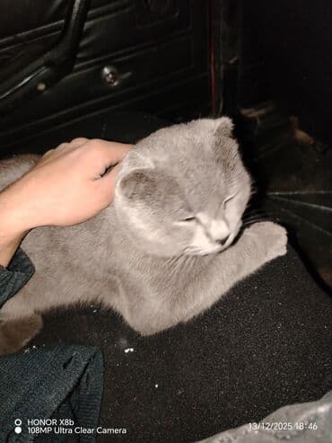 вислоухий кот купить: Шотландская — 3