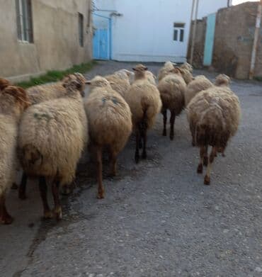 Dana, buzov: Boğaz qoyunlar satlır — 3