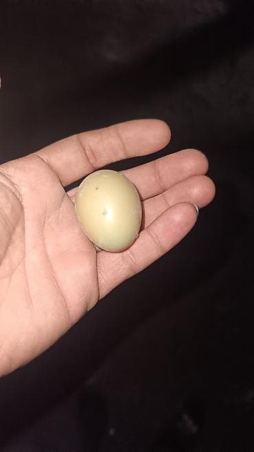 Satilig Yumurtalar. (Qirqovul yumurtasi 1.50 azn)( Fireng quwu