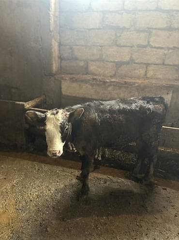 доильный аппарат для коров купить: Cins: qarışıq (qara-bəyaz rəngli) Növ: dana (erkək ola bilər – alın — 2