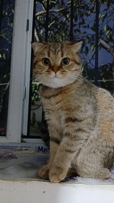 Ножи: Табби, В добрые руки — 2