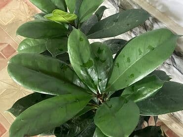 Bitki dərmanları: Fikus 5 növ. Aralarında gül açan növüdə var. Almaq istəyənə endirimli — 5