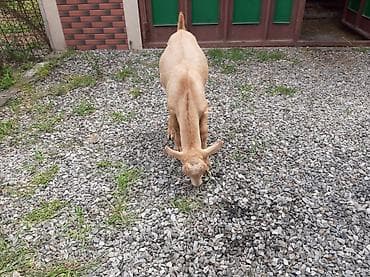 cuce satisi 2019: Allah hamının təsərrüfatına bərəkət versin.Erkək çəpiş — 10