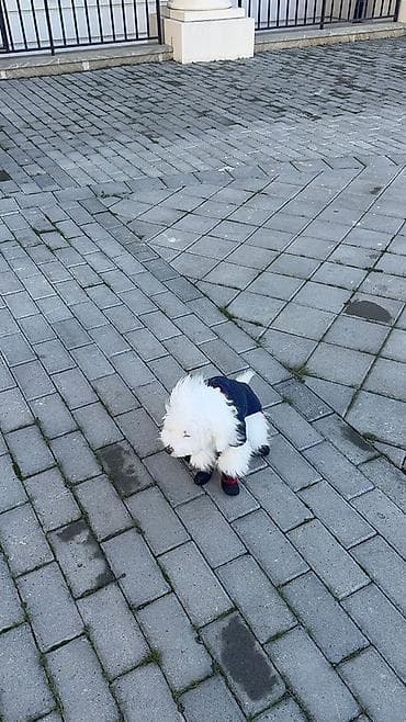 maltipo f1: Maltipoo balası – ağ tüklü, kiçik ölçülü, ev şəraitinə tam uyğun zərif — 3
