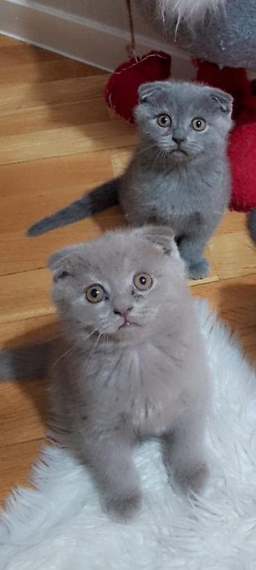 Şotland yastı qulaq — 2