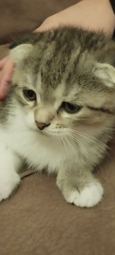 balaca itder: Şotland yastı qulaq, Dişi, Yaxşı əllərə, Ünvandan götürmə — 4