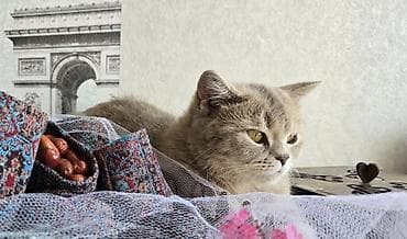 Britan, Dişi, Yaxşı əllərə, Ünvandan götürmə, Pulsuz çatdırılma