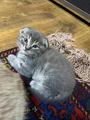 balaca ag itler: Şotland yastı qulaq — 1