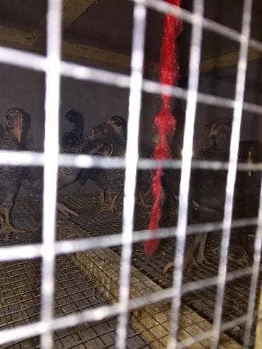 Ördəklər: Toyuq cücələri, Damazlıq — 2