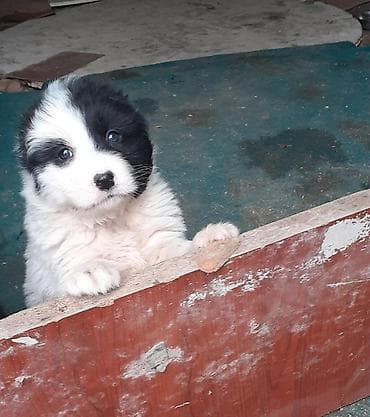 barama qiyməti: Qafqaz çoban iti, Dişi — 6