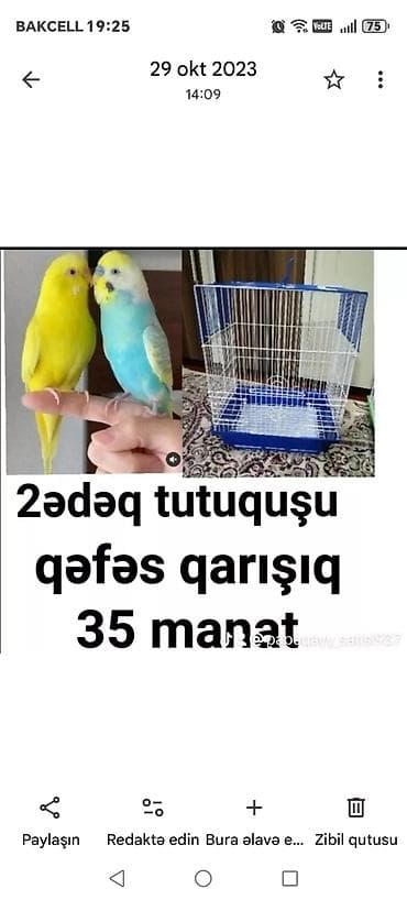 qus qefes: Tutuquşu ələ öyrəşdirmək ücün danışdırmaq ücün cütü qəfəs qarışıq 35 — 2