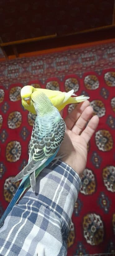 qus: Quşlar 10azn — 2