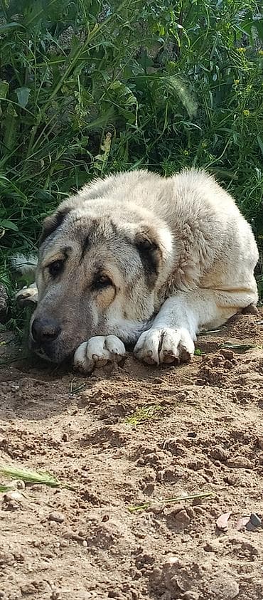 чобан ити: Кангал, 3 годa, Самка — 5