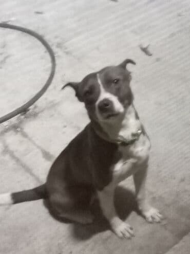 ingilis setteri it cinsi digər adı: Erkek — 2